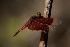 Neurothemis ramburii
