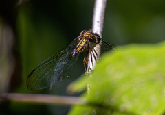 Neurothemis ramburii