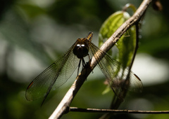 Neurothemis ramburii