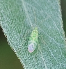 Malacocoris chlorizans