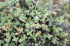 Ruschia putterillii