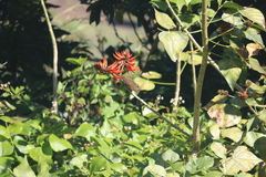 Funambulus sublineatus