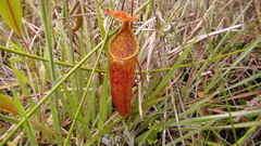 Nepenthes maxima