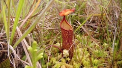Nepenthes maxima