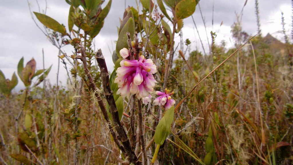 Dendrobium obtusum Schltr.