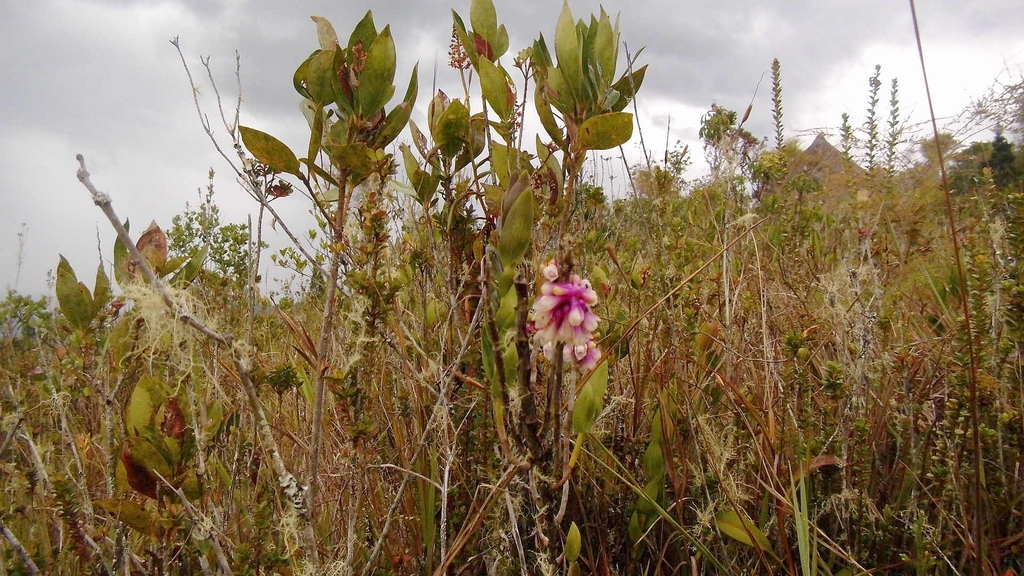 Dendrobium obtusum Schltr. 2