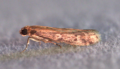 Ephestia elutella