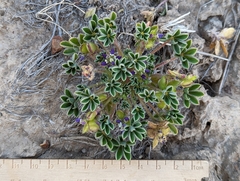 Lupinus pusillus
