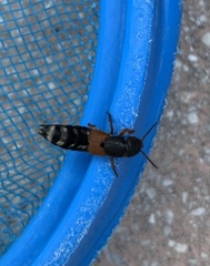 Platydracus stercorarius