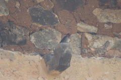 Hirundo domicola