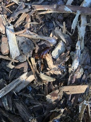 Parcoblatta americana