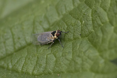 Hyalesthes