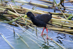 Zapornia flavirostra