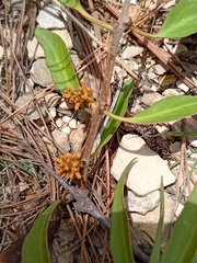 Cladocolea oligantha