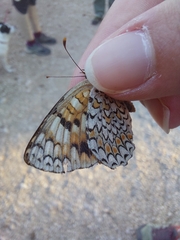 Melitaea phoebe occitanica