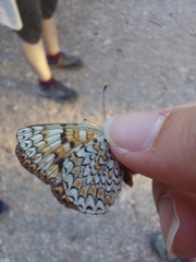 Melitaea phoebe occitanica