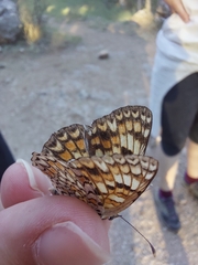 Melitaea phoebe occitanica