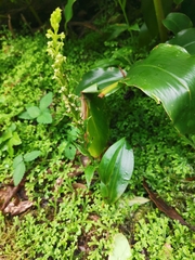 Platanthera pollostantha