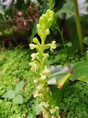 Platanthera pollostantha