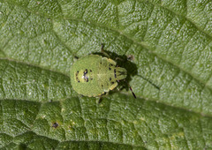 Palomena prasina