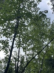 Selasphorus calliope