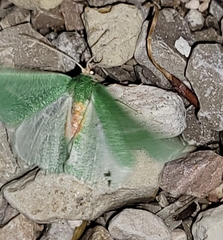 Chlorosea roseitacta