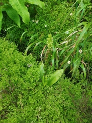 Platanthera pollostantha