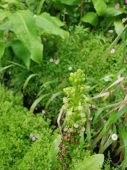 Platanthera pollostantha