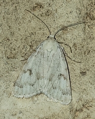 Drasteria inepta