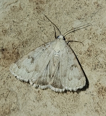 Drasteria inepta