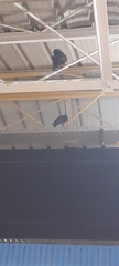 Corvus splendens