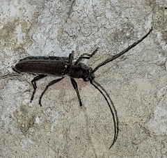 Aneflus obscurus