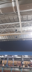 Corvus splendens