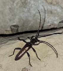 Aneflus obscurus