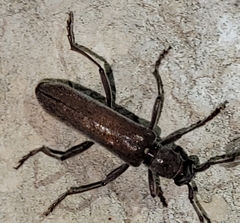 Aneflus obscurus