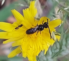 Hylaeus communis