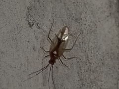 Hyaliodes