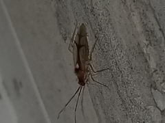 Hyaliodes