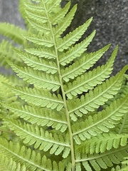 Athyrium yokoscense
