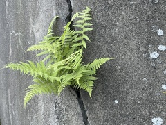 Athyrium yokoscense