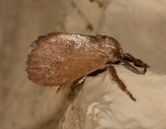 Adoneta pygmaea