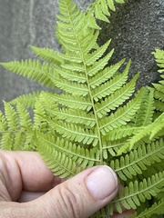 Athyrium yokoscense