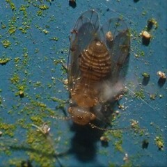 Ectopsocus meridionalis