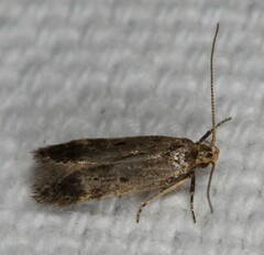 Neodactylota liguritrix