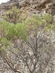 Dyscritothamnus filifolius