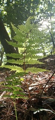 Pteris setulosocostulata