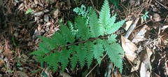 Pteris setulosocostulata