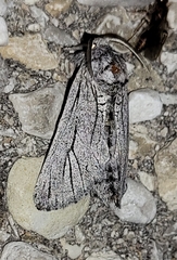 Inguromorpha itzalana