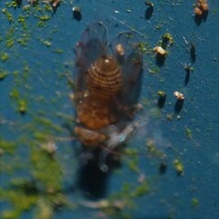 Ectopsocus meridionalis