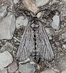 Inguromorpha itzalana